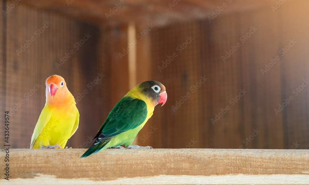 Obraz premium Yellow and green-collared lovebird parrots on a branch in cage 