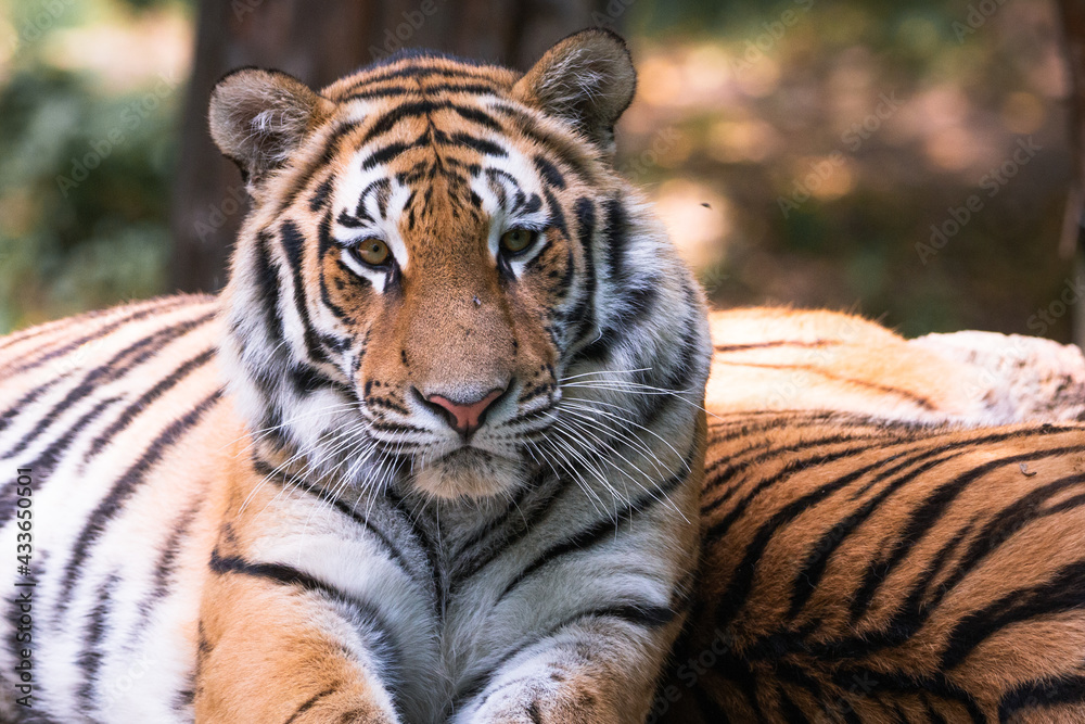 Fototapeta premium tiger closeup
