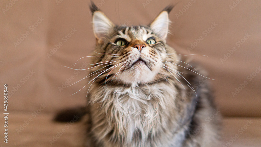 portrait of beautiful big adult Cat maincoon sitting on the beige couch photo with copy space