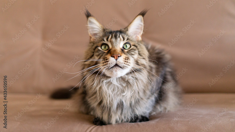 horizontal portrait of beautiful big adult Cat maincoon sitting on the beige couch photo with copy space