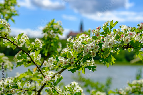 quickthorn, ommon hawthorn, crategus monogyna nearby the danube river in wallsee, austria photo