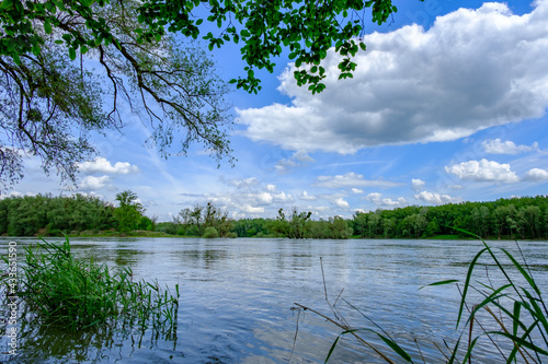 flooded rierside forest at the danube river near wallsee mitterkirchen in austria photo