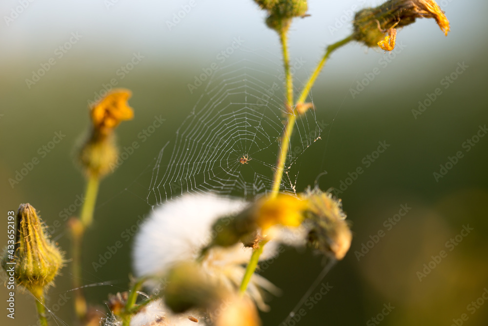 Bright summer flowers in early morning sunlight Bright summer flowers in early morning sunlight