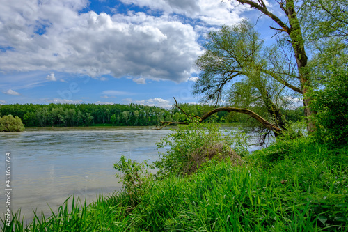 flooded rierside forest at the danube river near wallsee mitterkirchen in austria photo