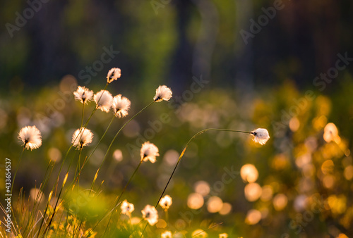 Beautiful white, fluffy cottongrass heads in warm sunlight. Wildflowers in the forest. Summer scenery in the wetlands of Northern Europe.