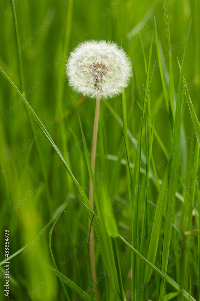 Pusteblume im Gras Pusteblume im Gras
