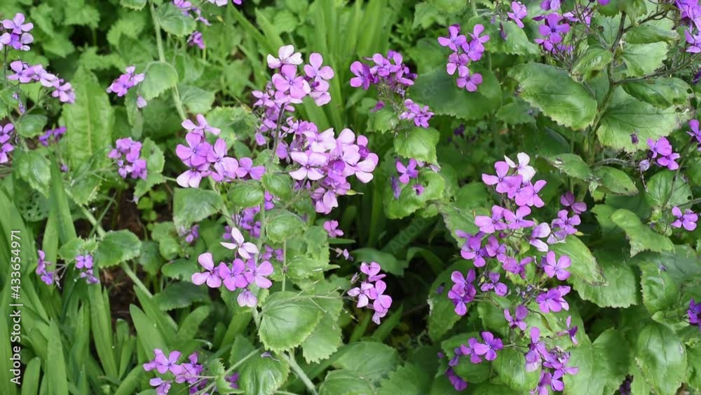 Lunaria annua, Honesty, in a summer wild flower garden. Lunaria annua, Honesty, in a summer wild flower garden.