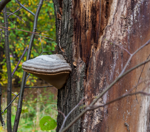 Mushrooms on a tree trunk in the autumn forest