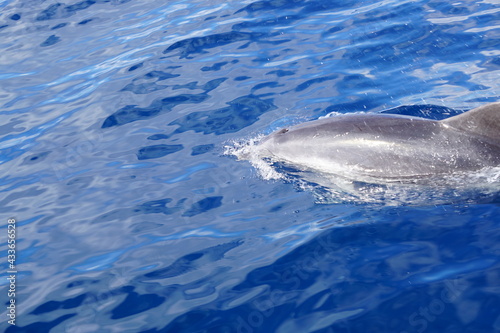 Delfin unter Wasser
