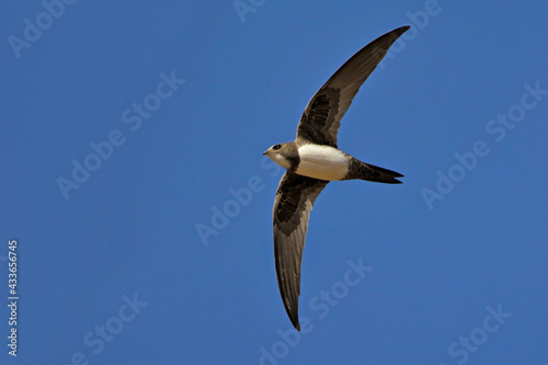 Alpine swift (Apus melba), Greece