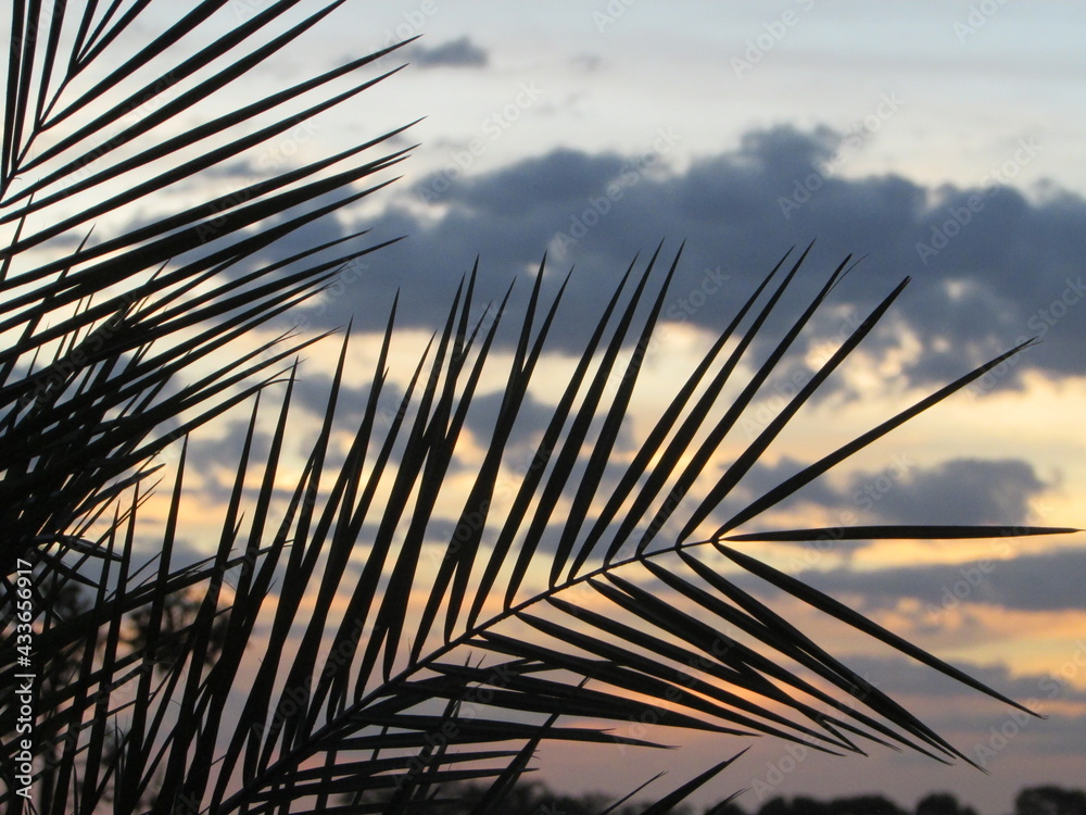 Obraz premium Folha de palmeira ao por do sol / nascer do sol