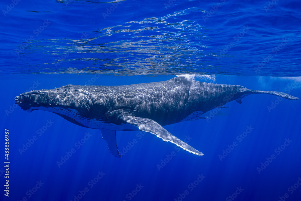 Fototapeta premium humpback whale resting at dawn in french polynesia deep waters