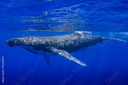 humpback whale resting at dawn in french polynesia deep waters © Subphoto