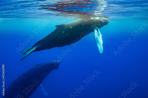 calf humpback whale and mother playing at water surface in deep French Polynesia waters © Subphoto