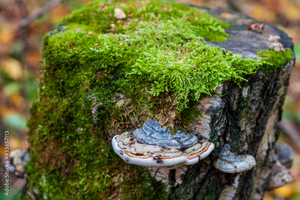Fototapeta premium Mushrooms on a tree trunk in the autumn forest