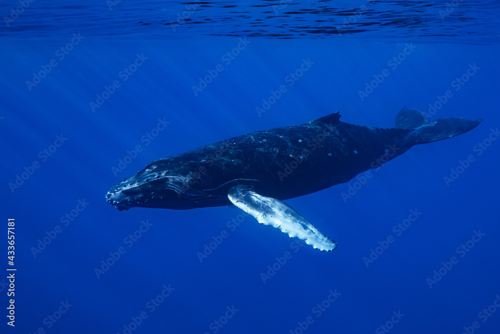 Fototapeta premium calf humpback whale playing at water surface in deep French Polynesia waters