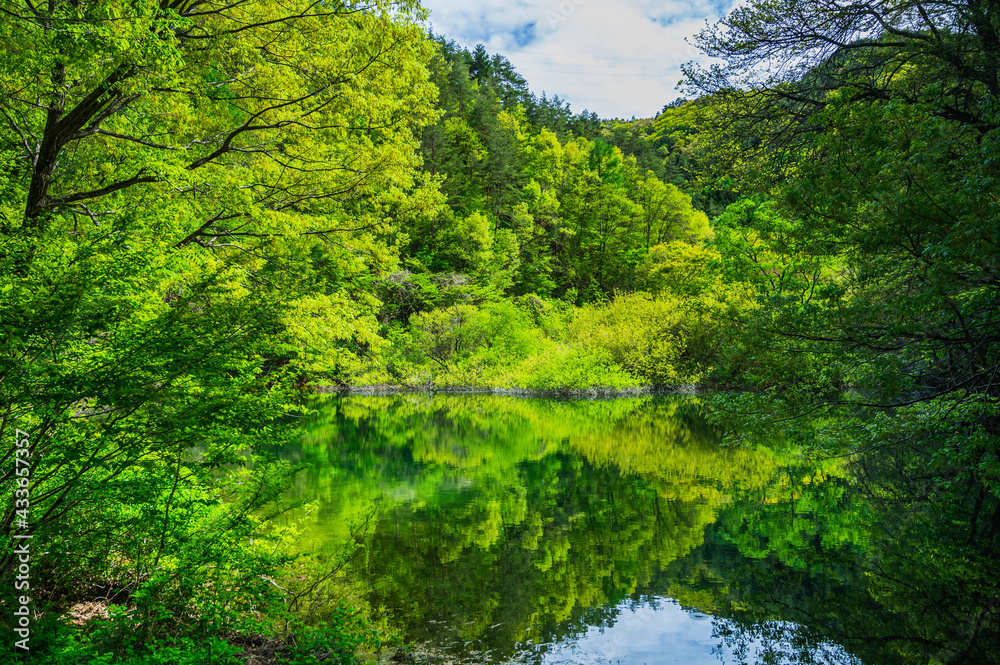 Obraz premium たまらずの池からの霧訪山