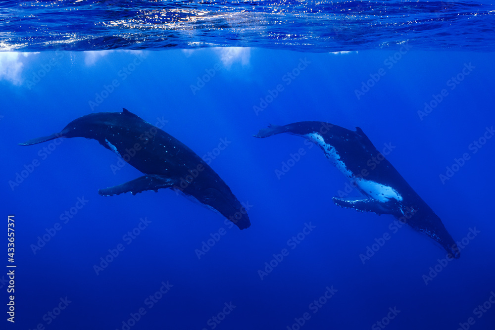 Naklejka premium Two humpback whales resting at dawn in french polynesia deep waters