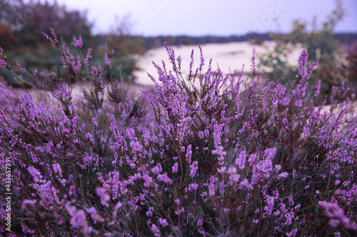 Heather flowers. Small violet flowers.