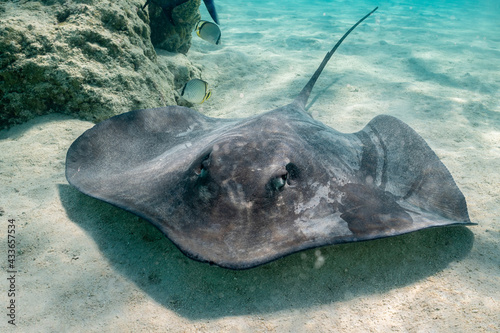sting ray in the shallow water of Moorea lagoon in French Polynesia