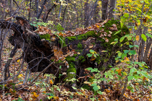 old tree stump in autumn forest