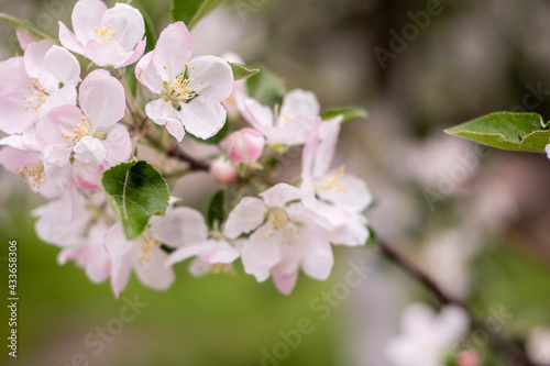 Spring apple tree blossom close-up flowers photography