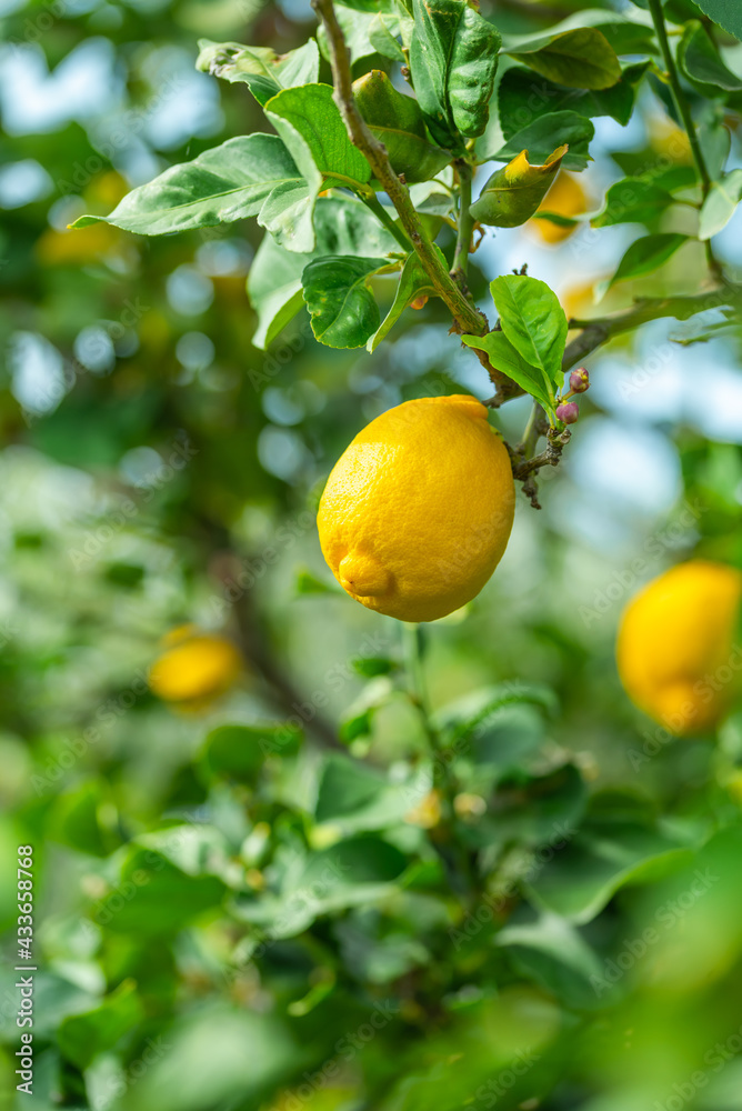 Ripe lemons on a tree in an orchard, Cyprus