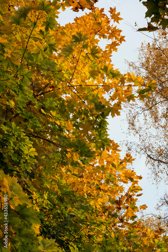 Autumn colorful leaves on tree with sky