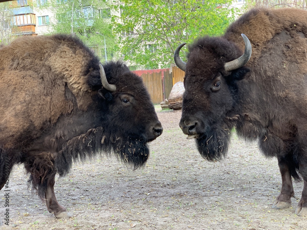 Large buffalo, close-up portrait. A horned buffalo stands behind a fence. Large buffalo, close-up portrait. A horned buffalo stands behind a fence.