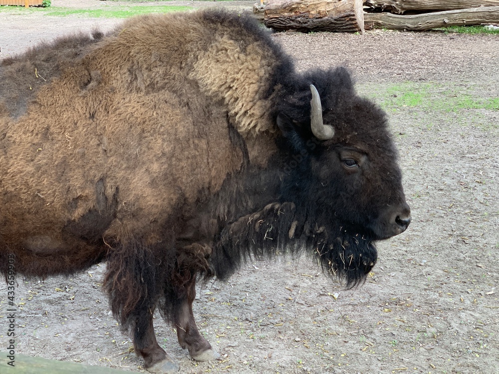 Large buffalo, close-up portrait. A horned buffalo stands behind a fence. Large buffalo, close-up portrait. A horned buffalo stands behind a fence.