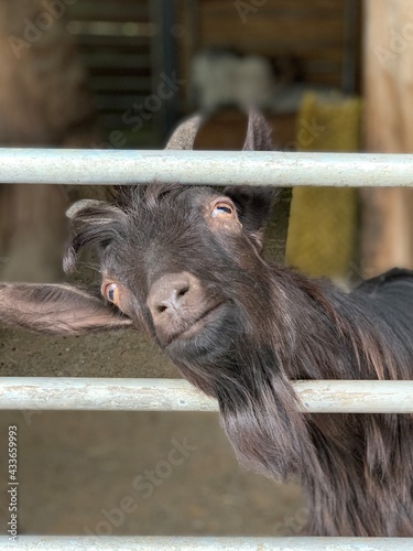 The goat's head looks out of the enclosure. The goat turns its head to the sides. Domestic horned animal.