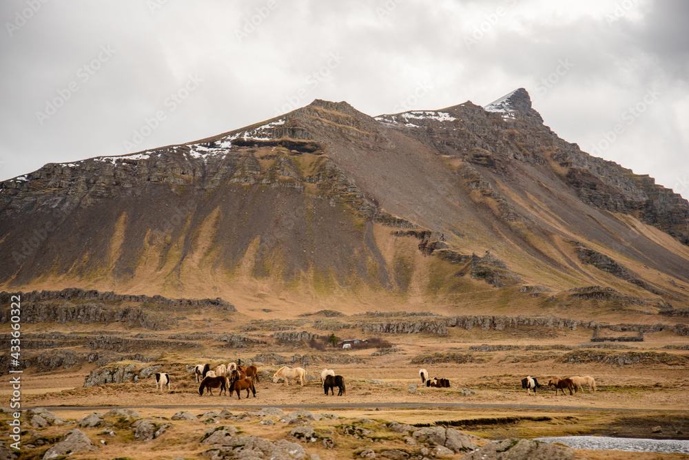 Iceland mountainscape with a herd of beautiful horses grazing at the foothills earthy colors of green grey brown with great texture Iceland mountainscape with a herd of beautiful horses grazing at the foothills earthy colors of green grey brown with great texture