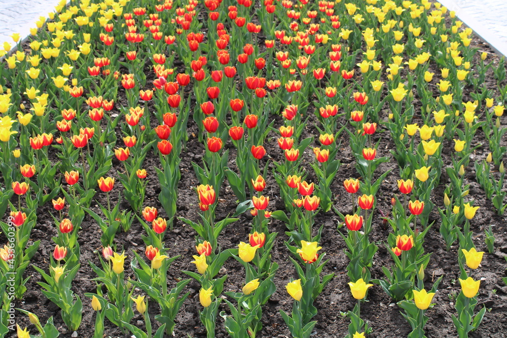 field of flowers .field of red and yellow tulips