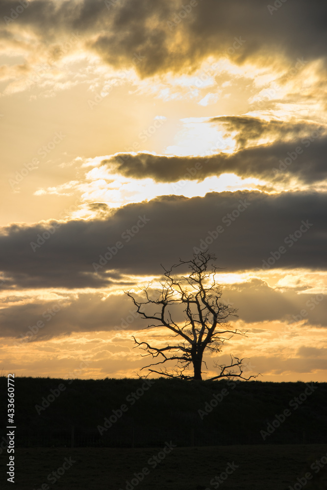 Dramatic sunset sky with a lone tree