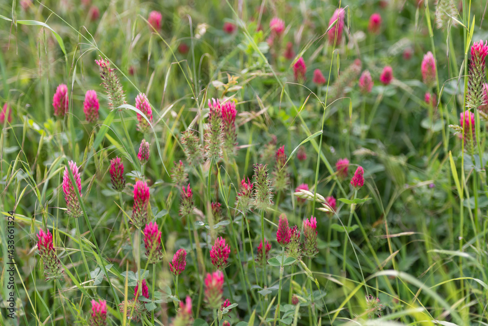 Wildflowers in May in the mountains of Italy. Fluffy red flowers among the various grasses of the mountain Tuscany.