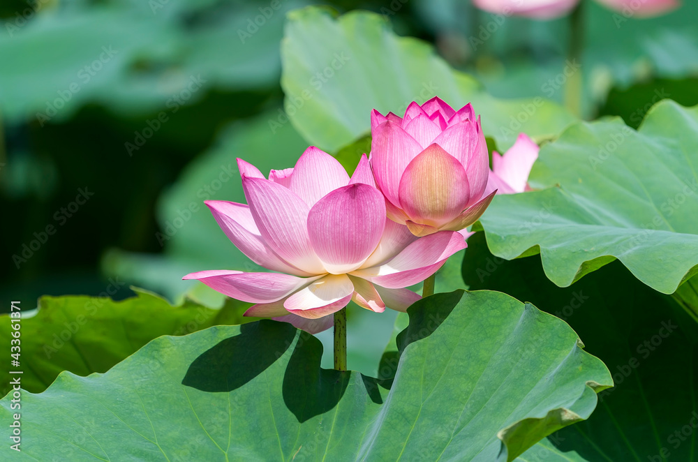 lotus in summer pond with green leaves as background lotus in summer pond with green leaves as background