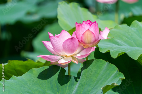 lotus in summer pond with green leaves as background