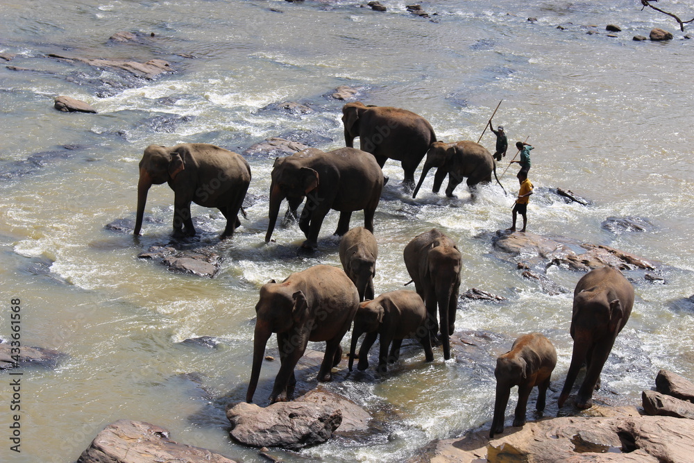 south east asia sri lanka elephants south east asia sri lanka elephants