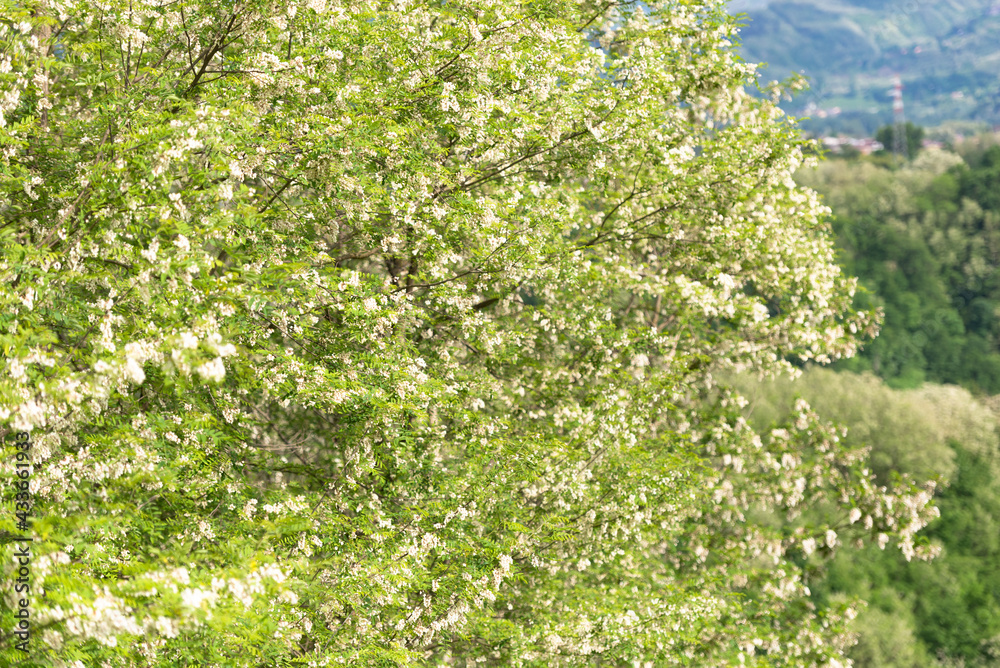 Blooming magnolia in the mountains of Italy. During the flowering of magnolias in Tuscany, all the trees are in bloom.