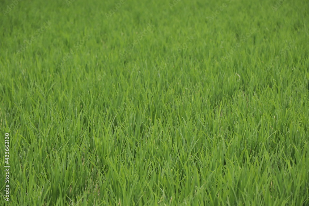 south east asia rice field paddy south east asia rice field paddy
