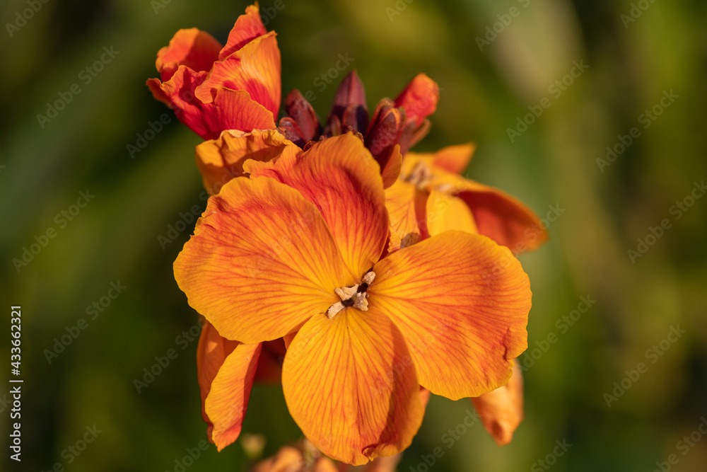 Close up of a wallflower (erysimum cheiri) plant in bloom Close up of a wallflower (erysimum cheiri) plant in bloom