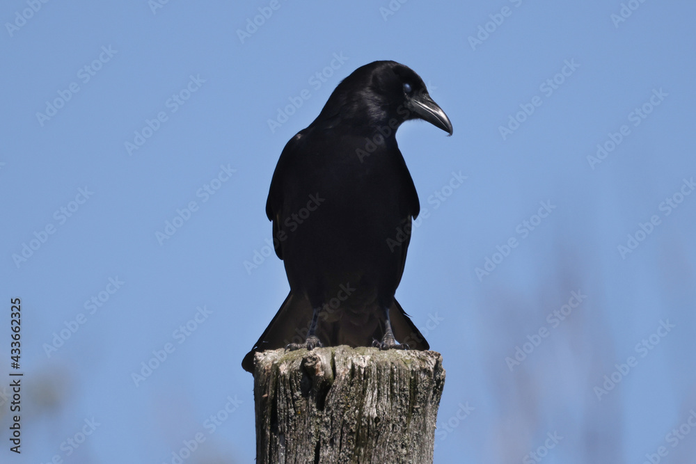 Obraz premium CRow on post and then taking off in flight off post against bright blue spring sky 