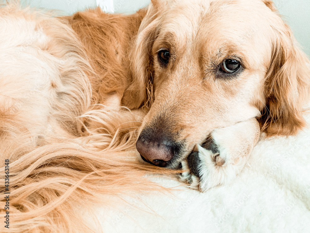 golden retriever dog