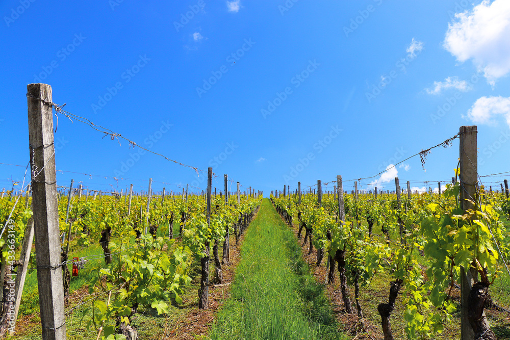 european south german vineyards landscape