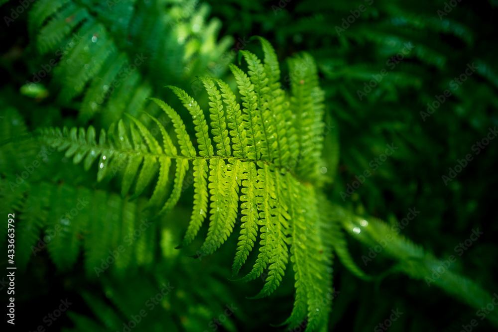Beautiful fern leaves in the forest. Fern growing in the woodlands. Natural wild vegetation in Northern Europe. Beautiful fern leaves in the forest. Fern growing in the woodlands. Natural wild vegetation in Northern Europe.