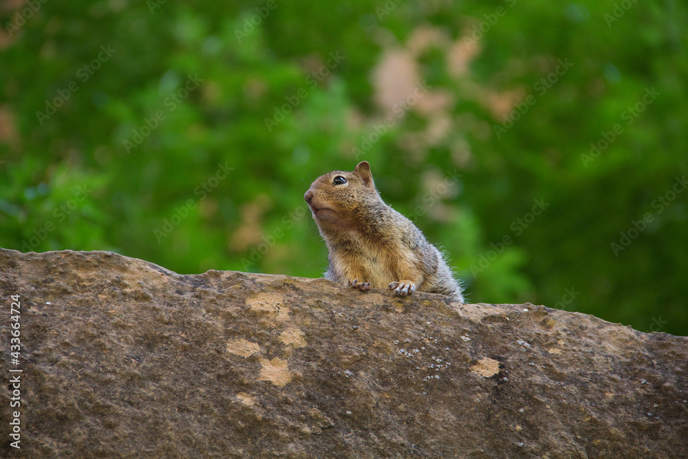 Eichhörnchen auf Felsen Eichhörnchen auf Felsen