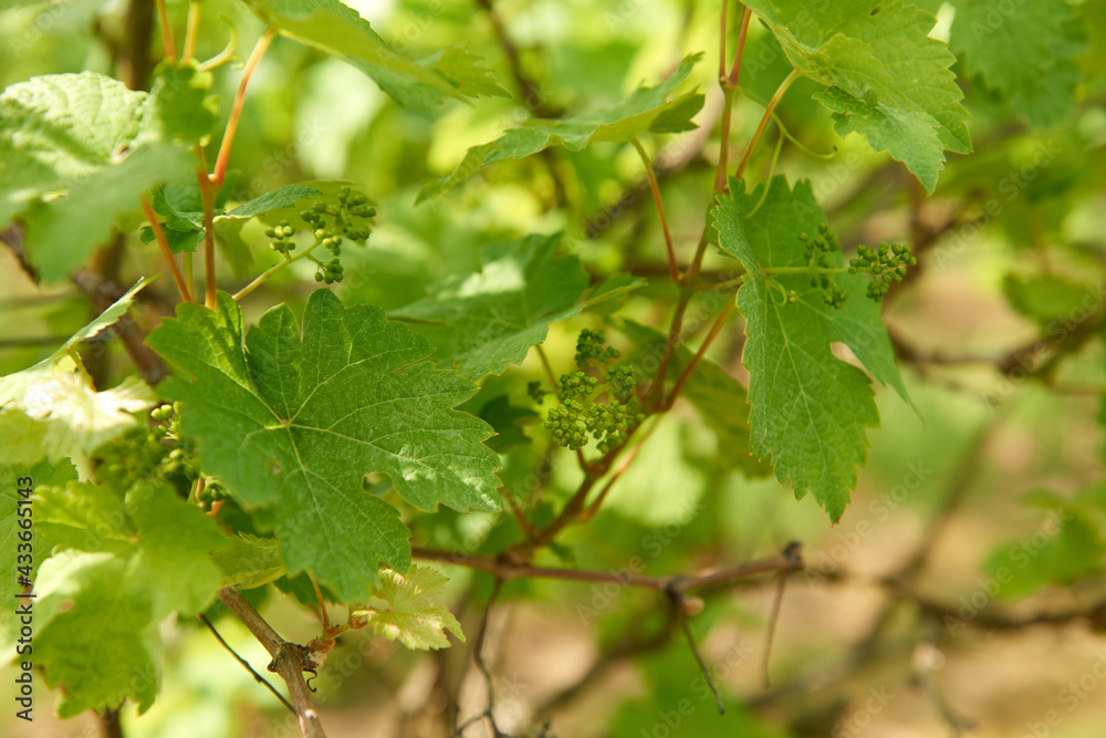 Weinblüte Mosel Weinblüte Mosel