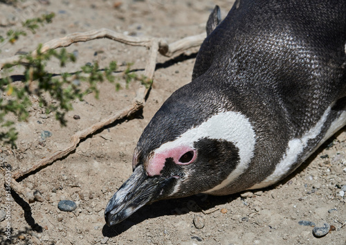penguin in the peninsula of Valdes, province of Chubut, Argentina