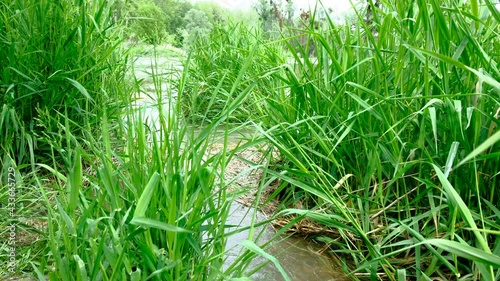 flooded rierside forest at the danube river near wallsee mitterkirchen in austria photo