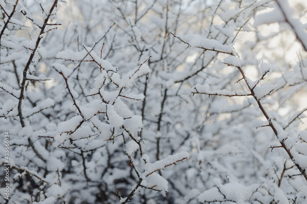 Scenic view of wavy tree twigs with fluffy snow growing in woods in wintertime Scenic view of wavy tree twigs with fluffy snow growing in woods in wintertime